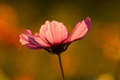 fleur rose de cosmos, fleur de jardin et de jachère, vue de profil