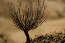 desert-bardenas-buisson-sec-photo-flore