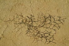 desert-bardenas-herbe-photo-flore