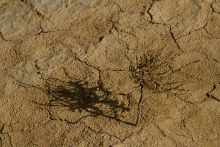 desert-des-bardenas-buisson-sec-photo-flore