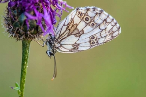 papillon Apollon posé à l'envers sur une fleur dans l'Oisans