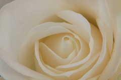 35-photo-art-graphique-flore-rose