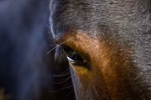 61-photo-nature-gros-plan-sur-oeil-de-cheval-marron