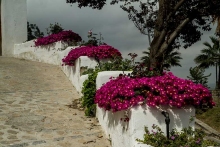photo-paysage-fleurs-Zahara-de-la-sierra-Andalousie-Espagne
