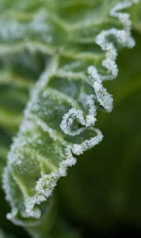 127-photo-givre-sur-feuille-de-choux-en-gros-plan