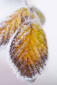 128-photo-givre-sur-feuille-automne-en-gros-plan