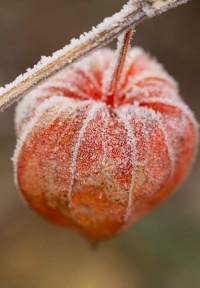 130-photo-givre-sur-fleur-cage-amour