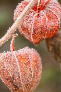 132-photo-givre-sur-fleur-cage-amour