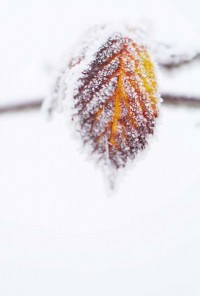 136-photo-givre-sur-feuille-automne-en-gros-plan