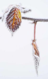 138-photo-givre-sur-feuille-automne-en-gros-plan