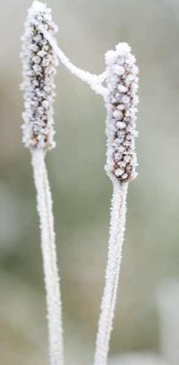 139-photo-givre-plante