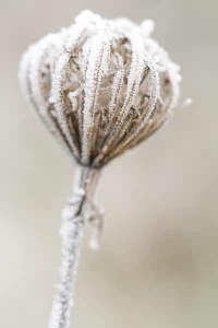 140-photo-givre-plante-ombellifère