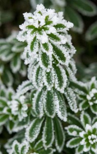 141-photo-givre-plante