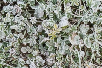 150-photo-givre-sur-feuilles-vertes-en-gros-plan